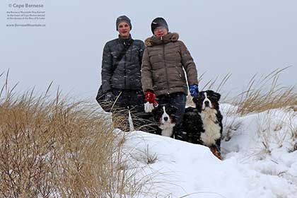 Bernese Mountain Dogs on Cape Breton Island